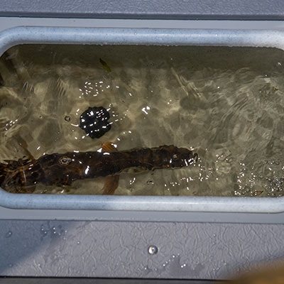 Vivier électrique oxygéné, de 61 L/16 gal. U.S., à l'arrière