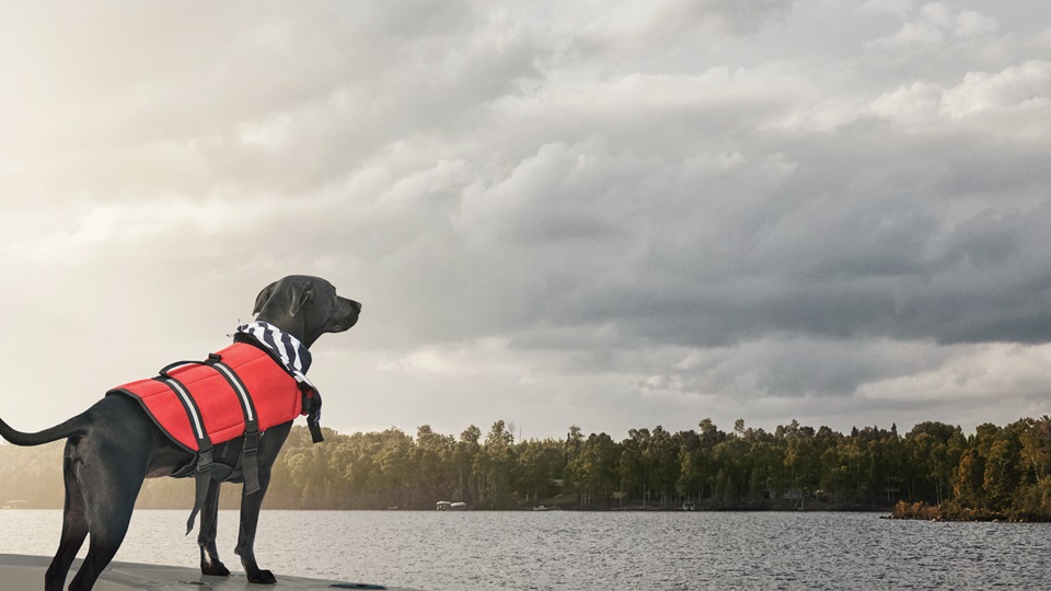 Navigation et animaux : Questions de sécurité